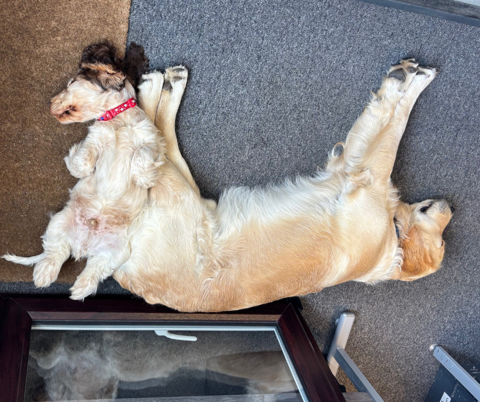 Office life with dogs at ABS