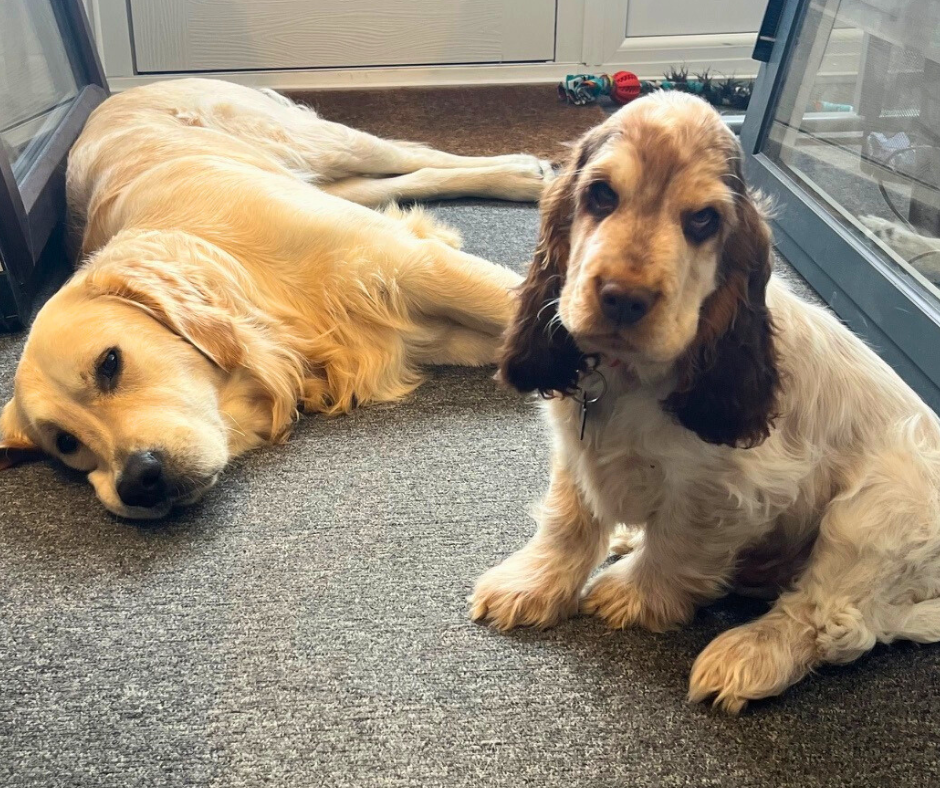 Swayze the office mascot